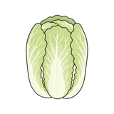 배추