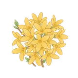 개나리
