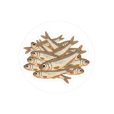 멸치