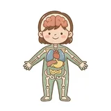 인체