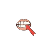 어금니